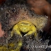 crab_sponge_shr_tam_h_0015_bal6388.jpg